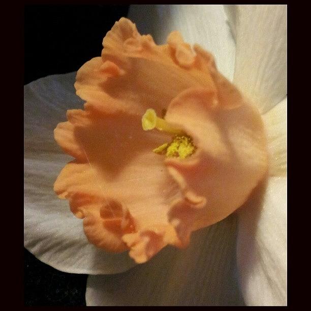 Petals Photograph - Peach And Cream, But Not Recommended by Katrise Fraund