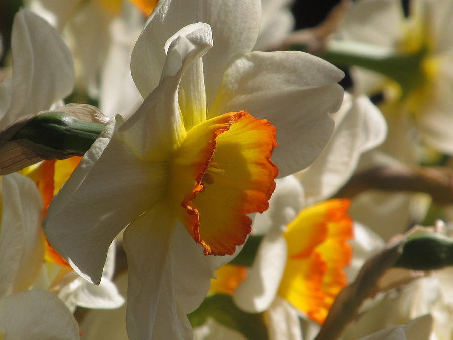 Peach And Cream Daffodil Photograph by Alfred Ng