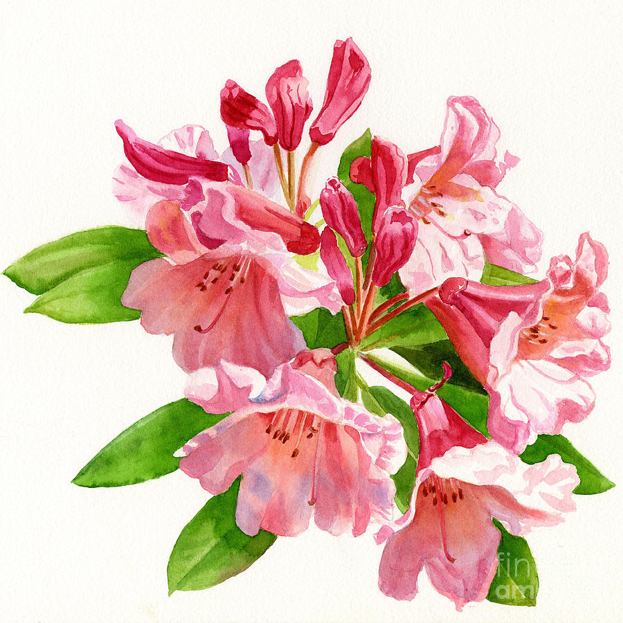 Peach And Pink Rhododendron Painting by Sharon Freeman