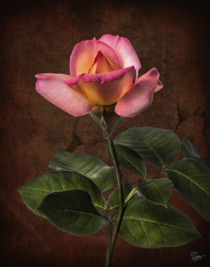 Peach And Pink Rose Photograph by Endre Balogh