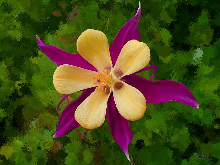 Peach and Purple Aquilegia Painting by Bruce Nutting