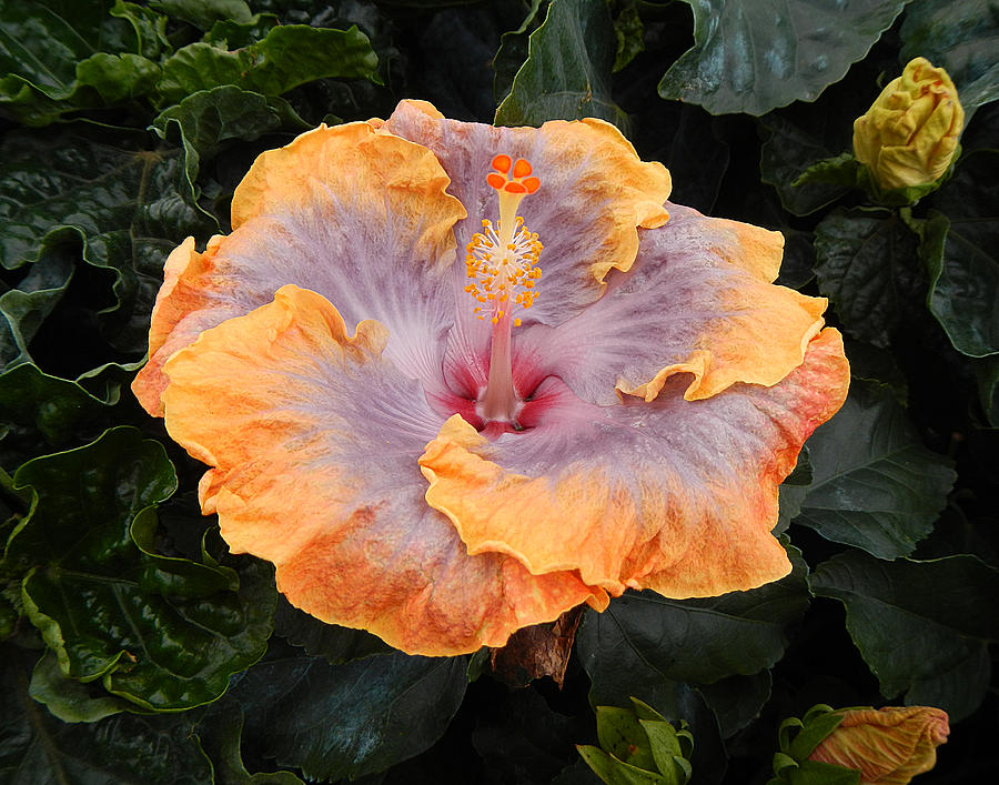 Peach And Purple Hibiscus Photograph by Photos By Cassandra - Fine Art ...