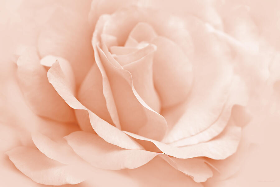 Peach Ballerina Rose Flower Photograph by Jennie Marie Schell