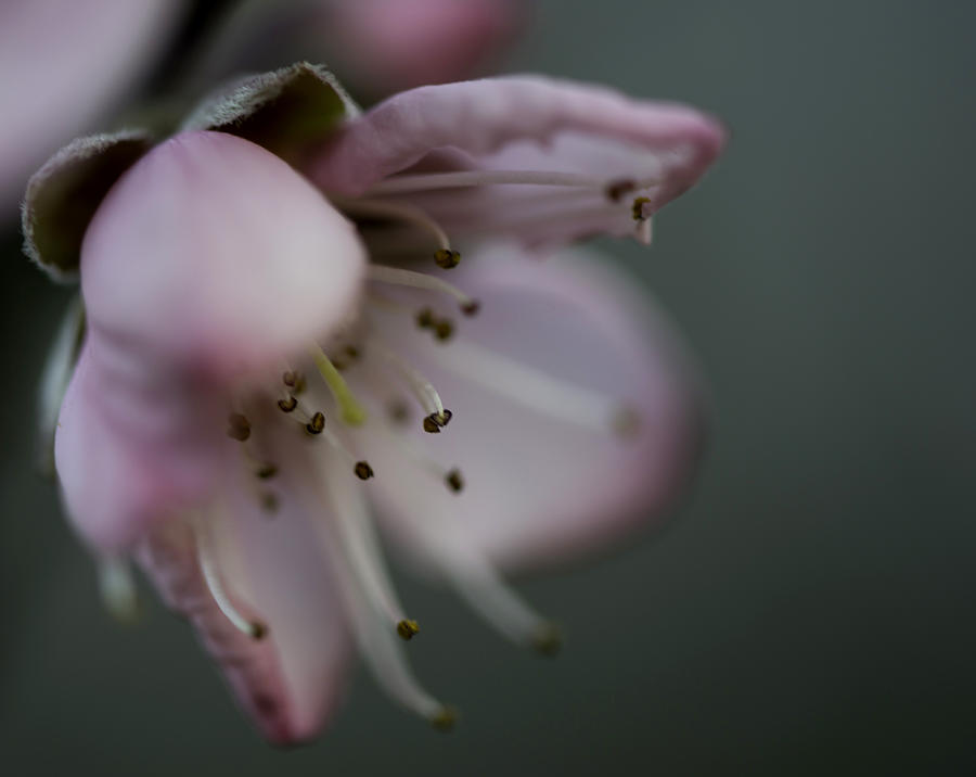 Spring Photograph - Peach Blossom 002 by Phil And Karen Rispin