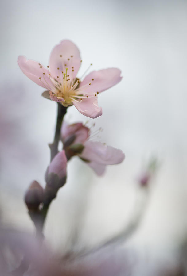 Spring Photograph - Peach Blossom 005 #1 by Phil And Karen Rispin