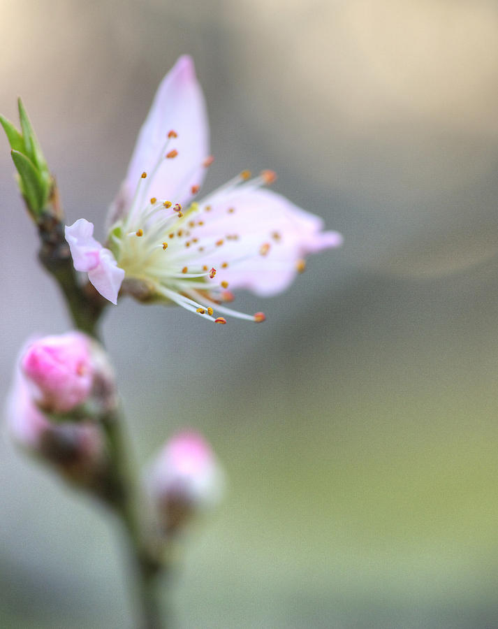 Spring Photograph - Peach Blossom 006 by Phil And Karen Rispin