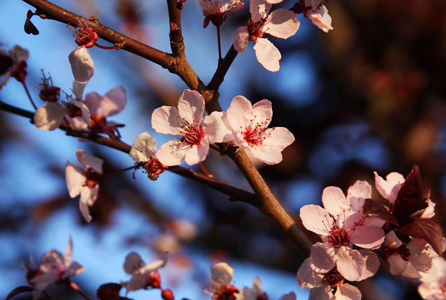 Peach Blossom 1 Photograph by James Knight