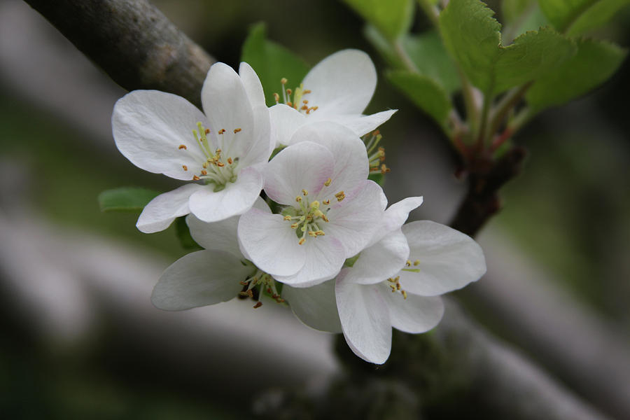 Peach Blossom II Photograph by James Knight