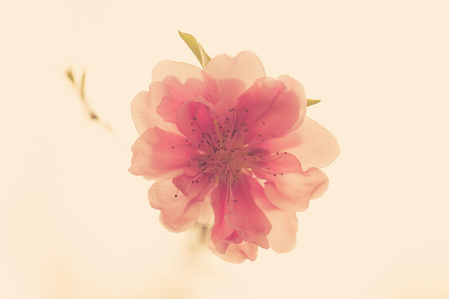 Peach blossom Photograph by Catherine Lacey Dodd