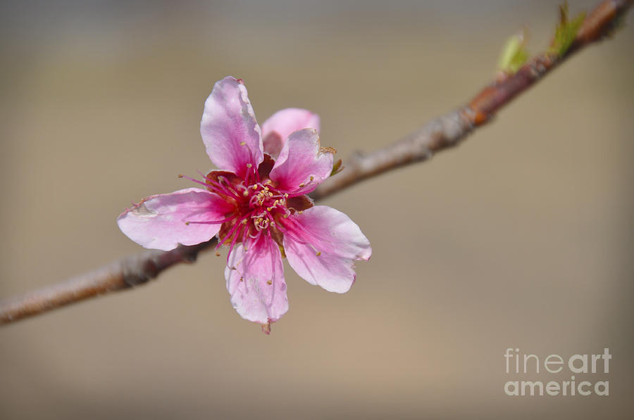 Peach Blossom Photograph by Cheryl McClure