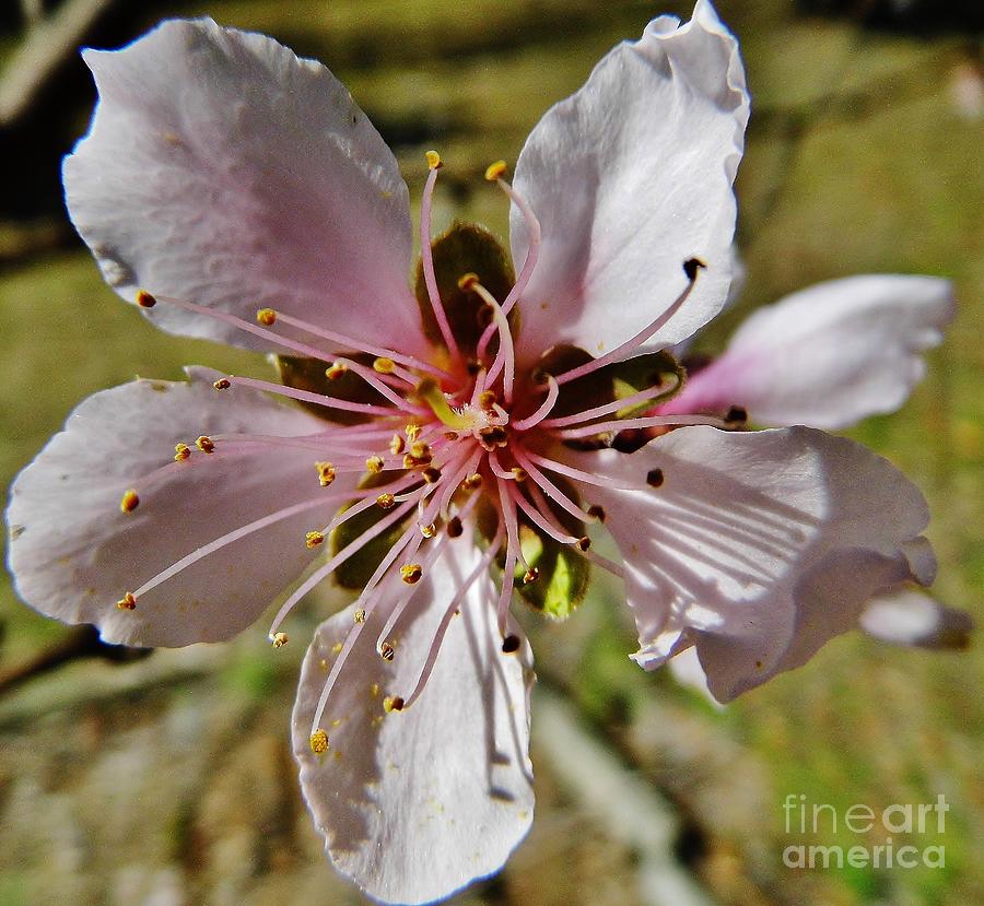 Nature Photograph - Peach Blossom by D Hackett