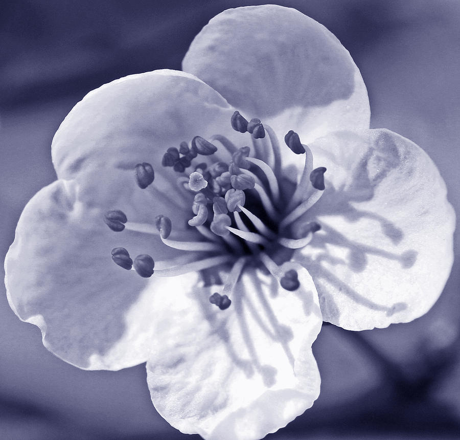 Flower Photograph - Peach Blossom in blue by Krista Kulas