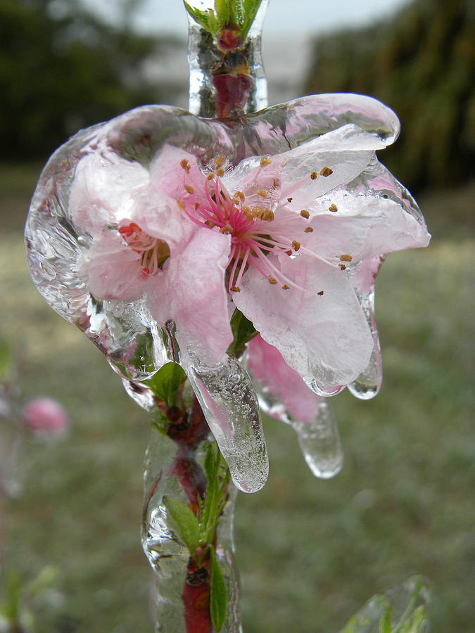 Peach Blossom in Ice Photograph by Sheri Lauren