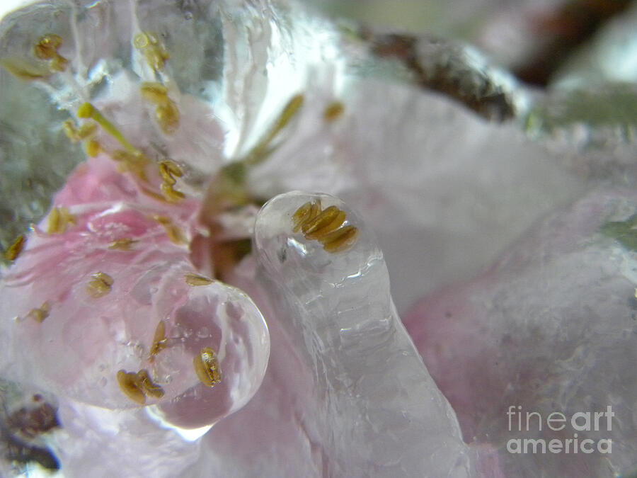 Peach Blossom in Ice three Photograph by Sheri Lauren