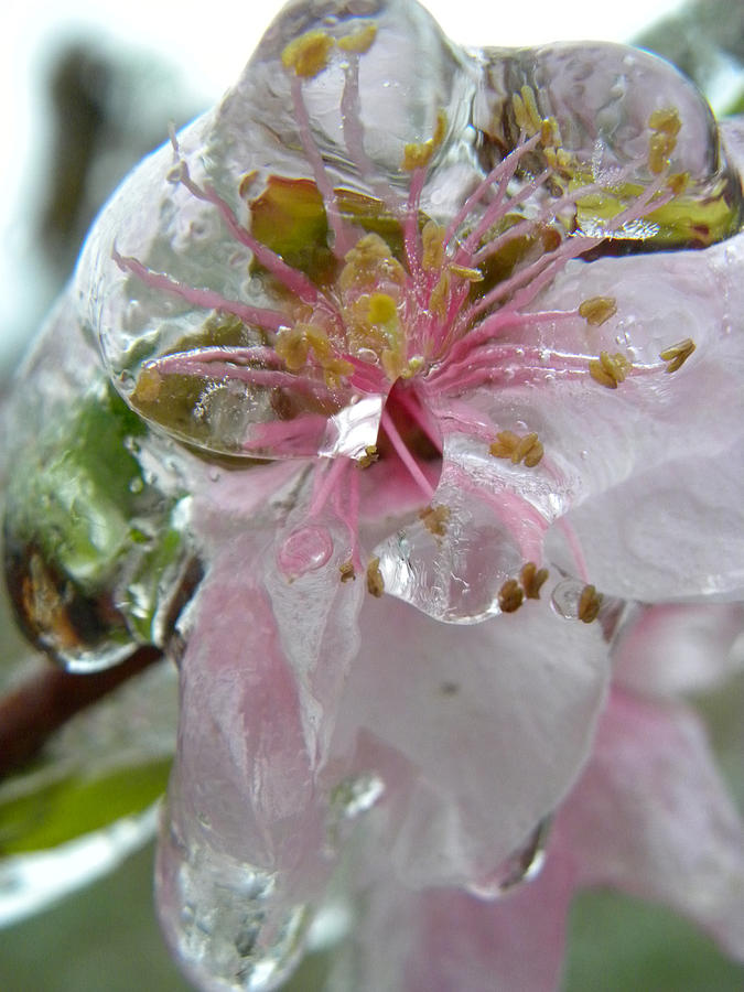 Peach Blossom in Ice two Photograph by Sheri Lauren
