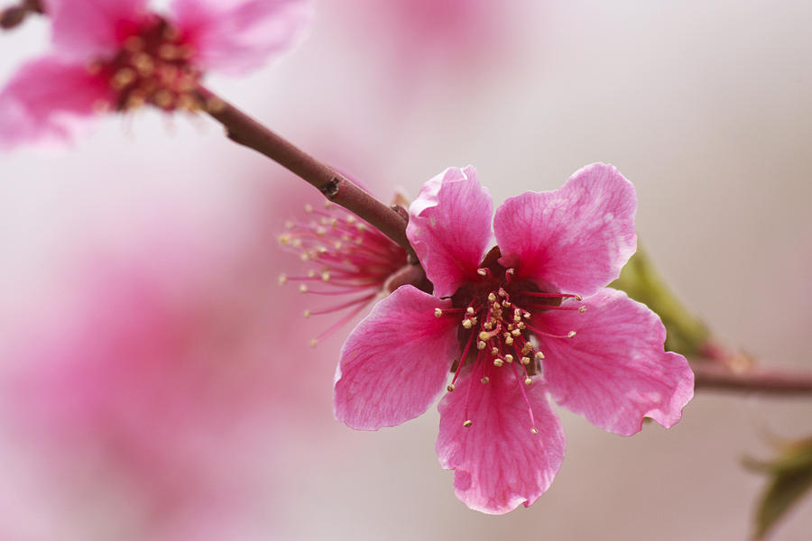 Flowers Still Life Photograph - Peach Blossom In Pink by Qing 