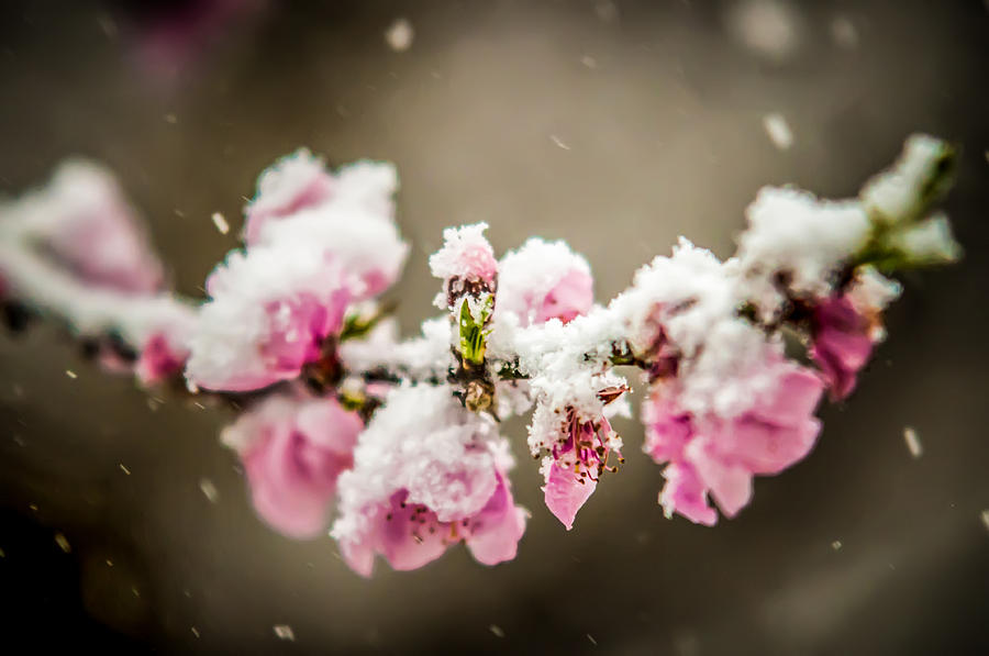 Peach Blossom In Snow Photograph by Alex Grichenko