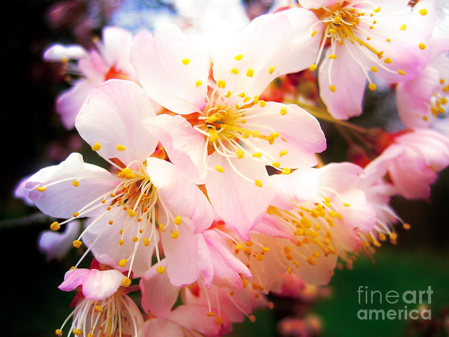 Pale Peach Blossom Photograph by Nina Ficur Feenan