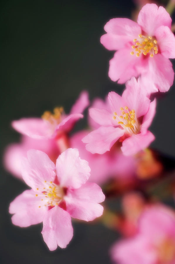 Peach Blossom (prunus Persica) Photograph by Maria Mosolova/science Photo Library