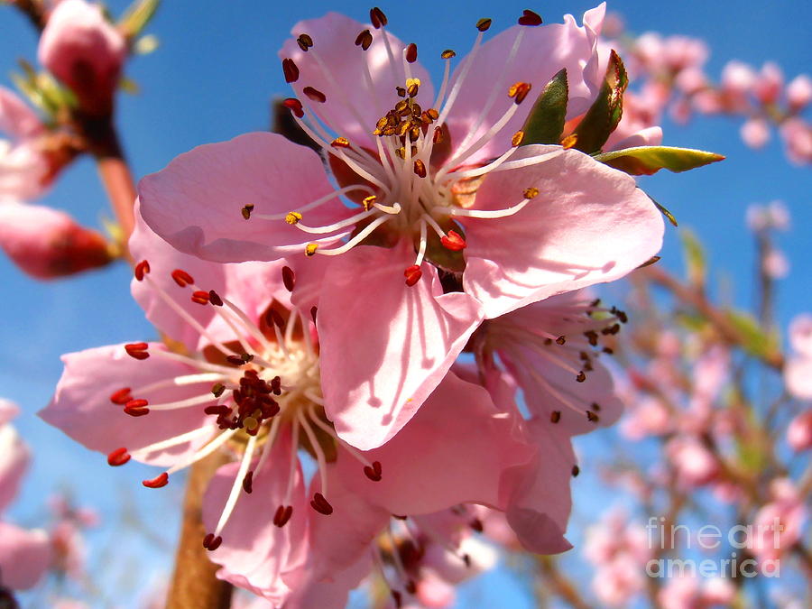 Flower Photograph - Peach blossom by Snezana Petrovic