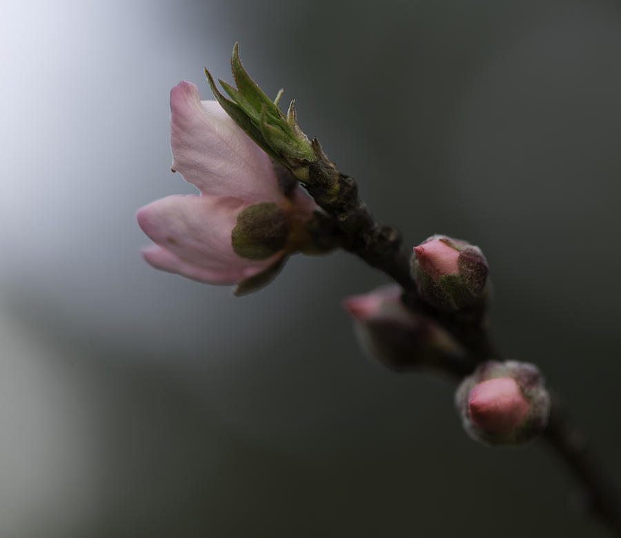 Flower Photograph - Peach Blossoms 001 by Phil And Karen Rispin