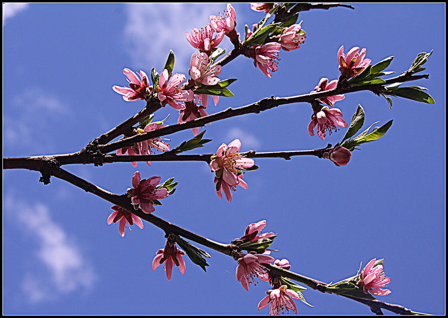 Peach Blossoms and  Blue Skies Photograph by Dora Sofia Caputo