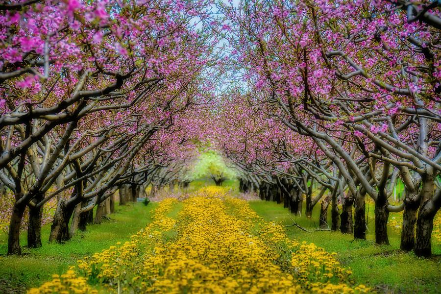 Peach Blossoms Dandelion Carpet Photograph by Henry Kowalski