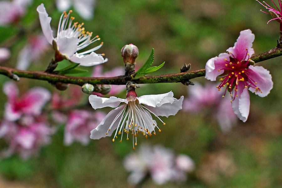 Peach Blossoms Photograph by Farol Tomson