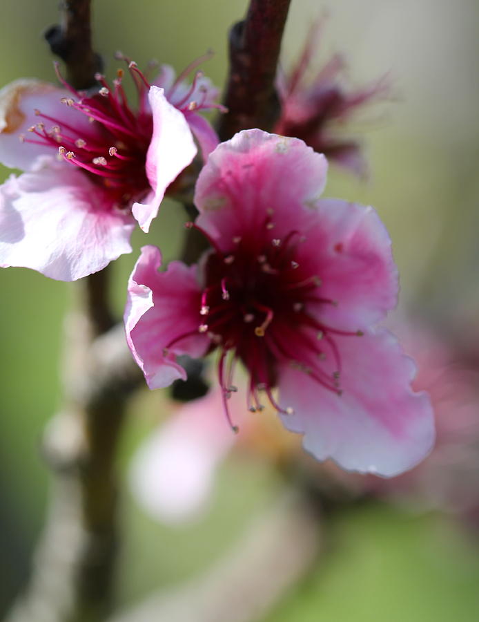 Peach Blossoms I Photograph by Tracy Male