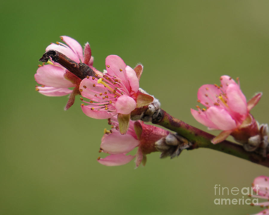 Peach Blossoms II Photograph by Lili Feinstein