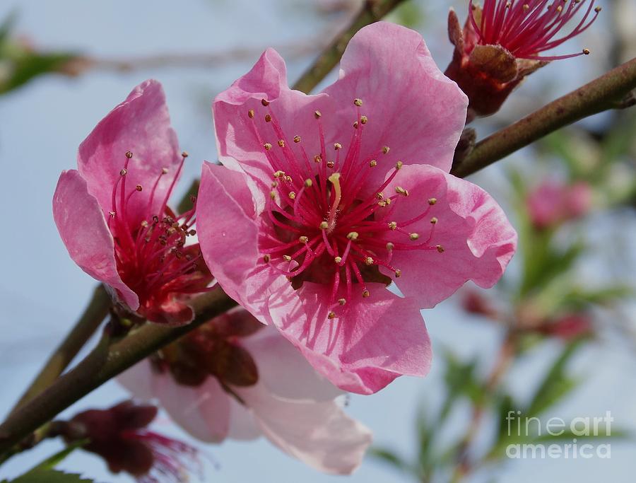 Peach Blossoms Photograph by J L Zarek