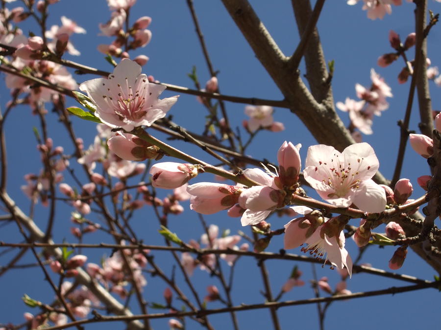 Peach Blossoms by Katerina Naumenko Peach Blossoms by Katerina Naumenko