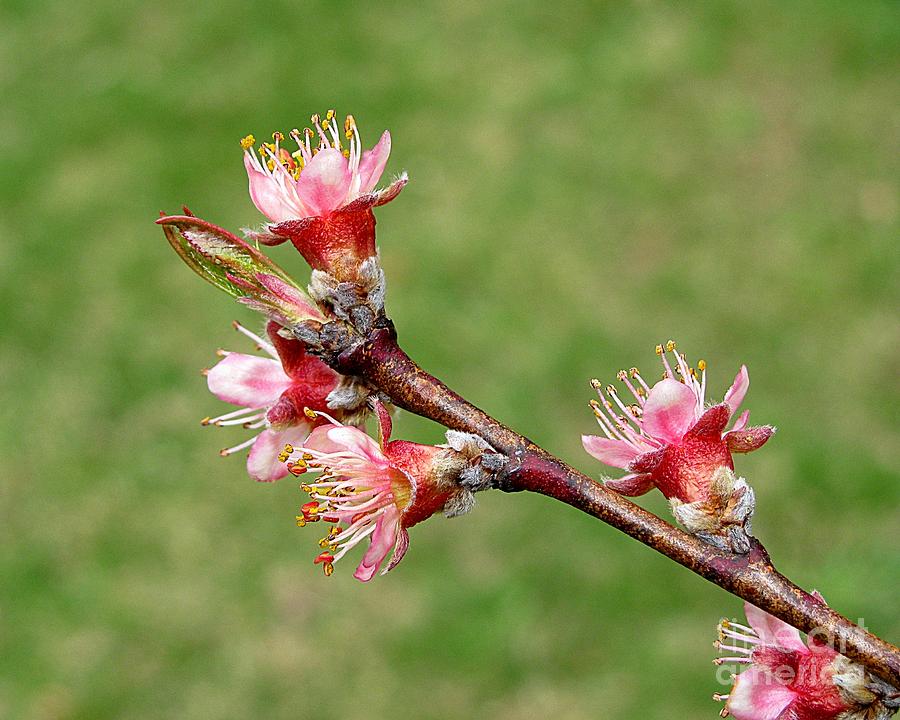 Peach Blossoms Photograph by Lili Feinstein