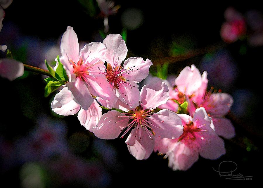 Peach Blossoms Photograph by Ludwig Keck Peach Blossoms Photograph by Ludwig Keck