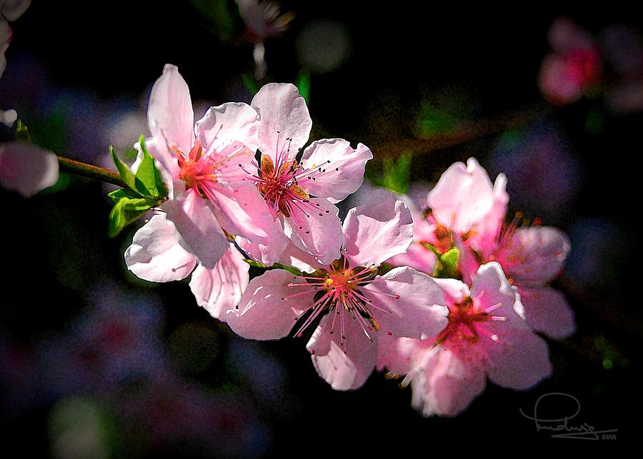 Peach Blossoms Photograph by Ludwig Keck