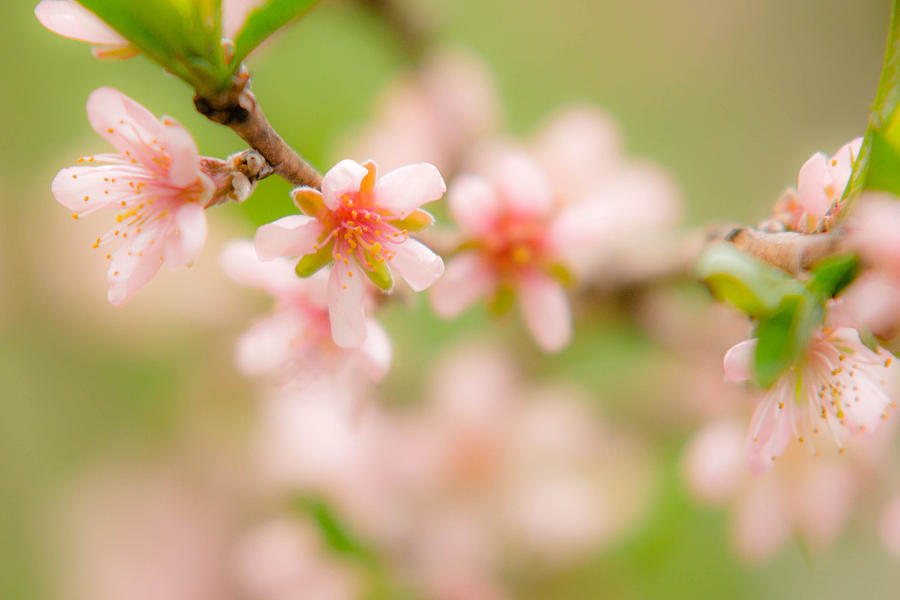 Peach Blossoms Photograph by Robert Clifford
