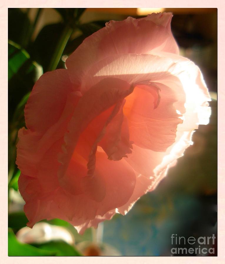 Peach Camellia  Photograph by Joan-Violet Stretch