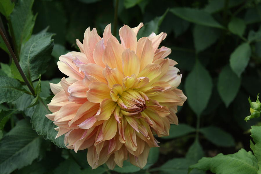 Peach Colored Dahlia Photograph by Donna Walsh