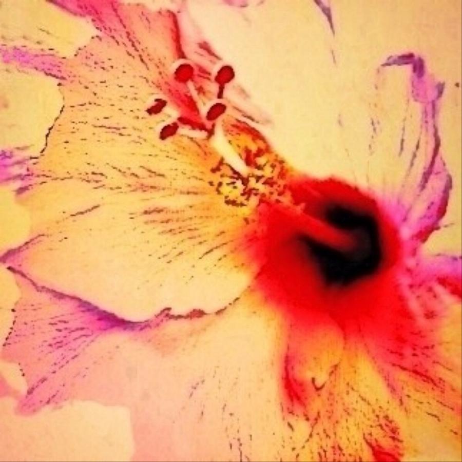 S Peach Colored Hibiscus Flower Close Up - Square Digital Art by Lyn Voytershark