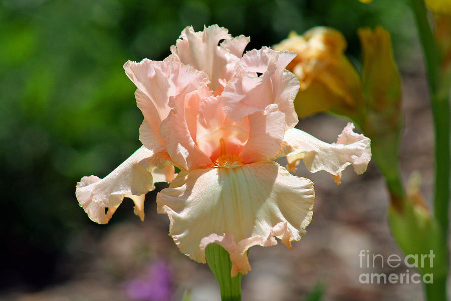 Peach-colored Iris Photograph by Karen Adams