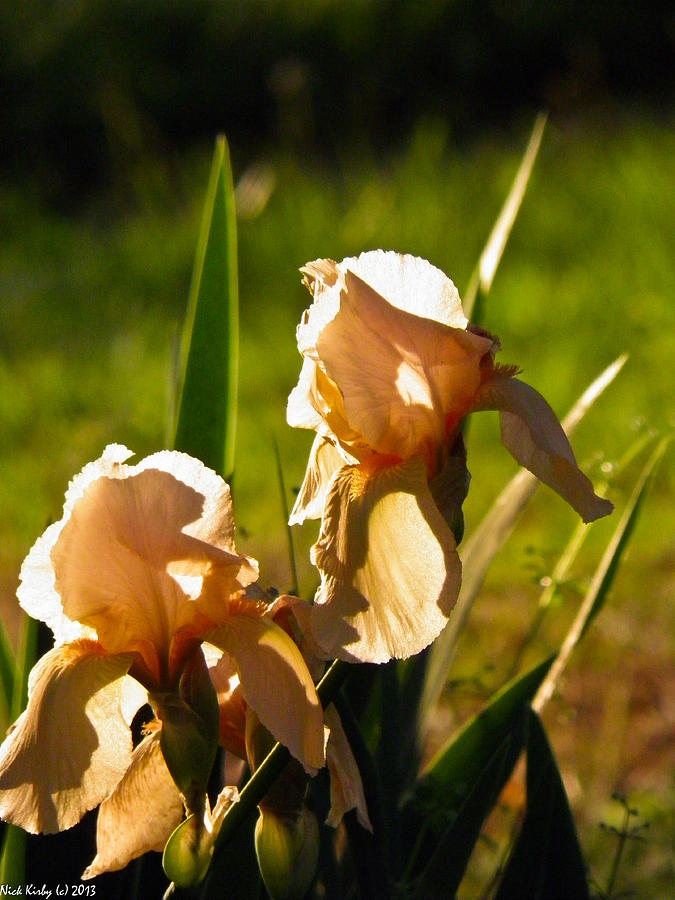 Peach colored Iris Photograph by Nick Kirby | Fine Art America