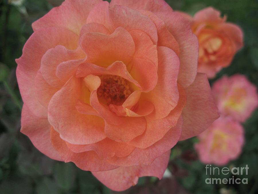 Rose Photograph - Peach by Crissy Boss