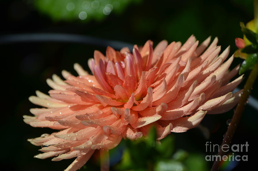 Flower Photograph - Peach Dahlia  by DejaVu Designs