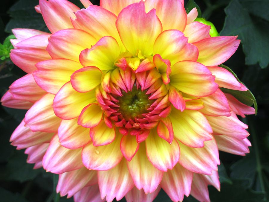 Peach Dahlia Photograph by Will Boutin Photos