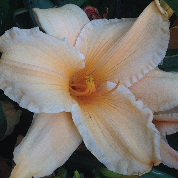Peach Day Lily Photograph by Rita Frederick
