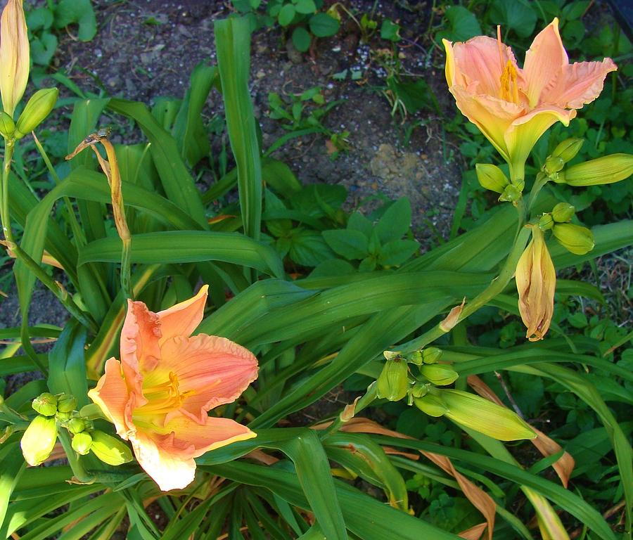 Peach Daylily Photograph by Anthony Seeker