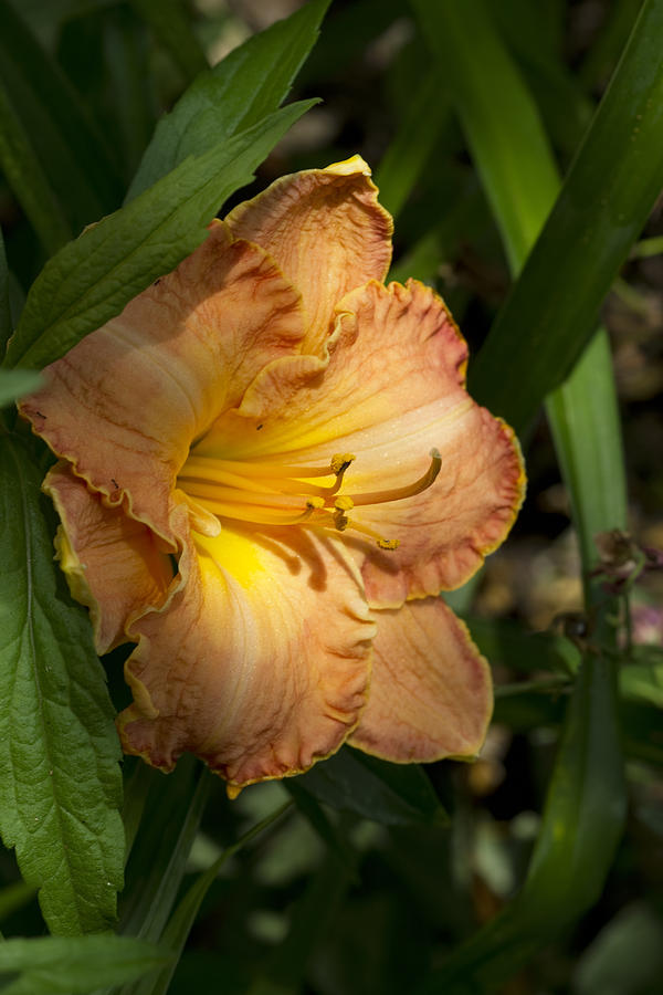 Peach Daylily Delight Photograph by Kathy Clark