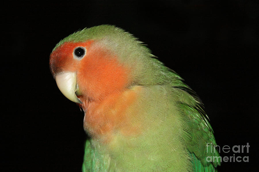 Parrot Photograph - Peach Faced Lovebird by Terri Waters