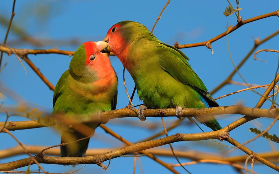 Wildlife Photograph - Peach Faced Lovebirds by Victor Q Flores