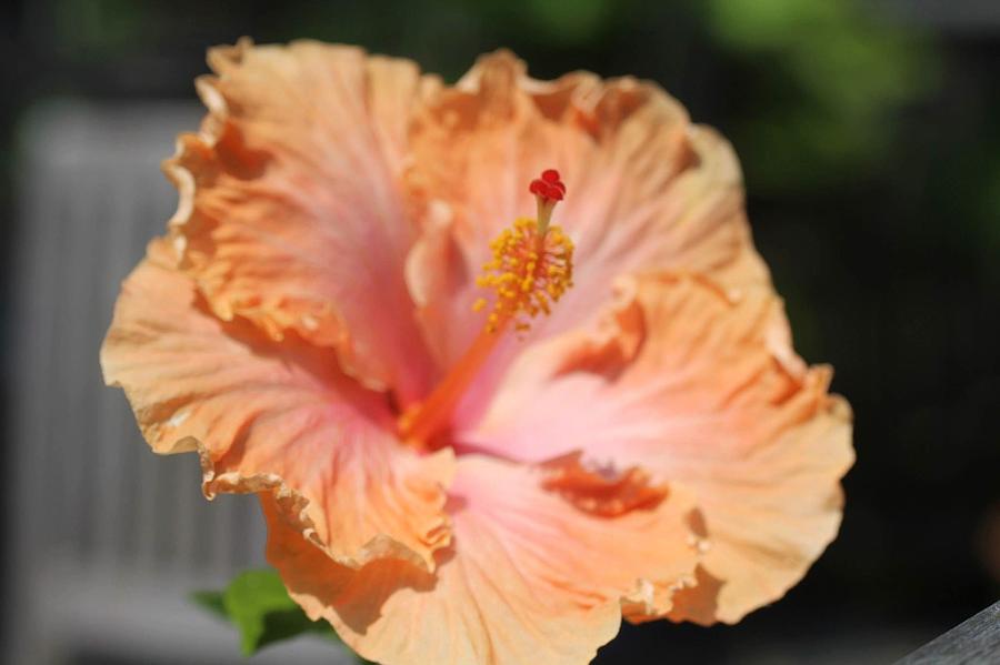 Peach flower Photograph by Denise Cicchella